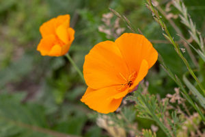 Slaapmutsje, Goudpapaver
