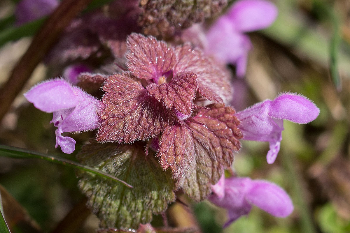 Plant Uitgelicht: De Paarse Dovenetel