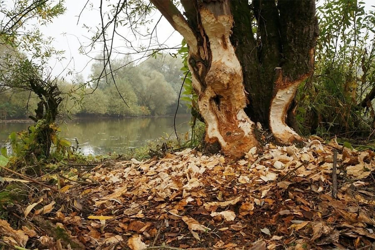 Wandeling In De Natuur Met Geschiedenis En Beversporen