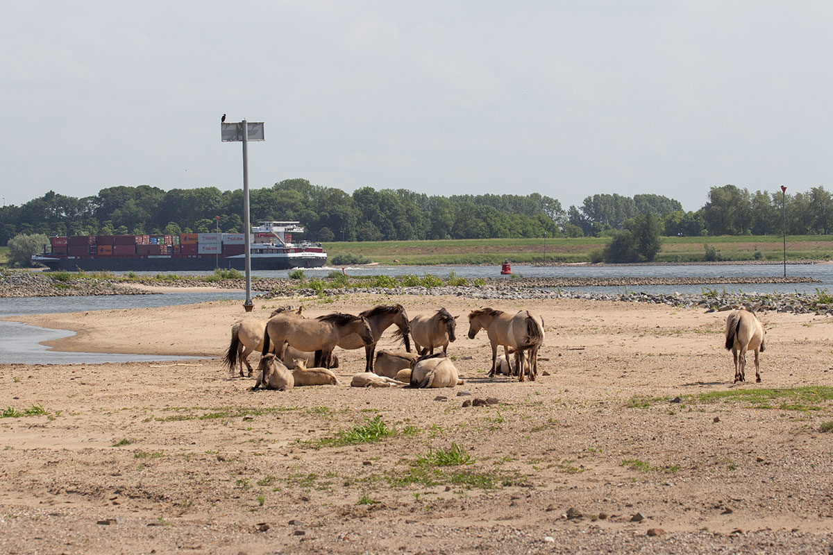 Wandelexcursie In Heesseltsche Uiterwaarden