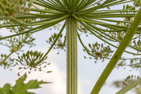Foto’s Van De Maand Juli
