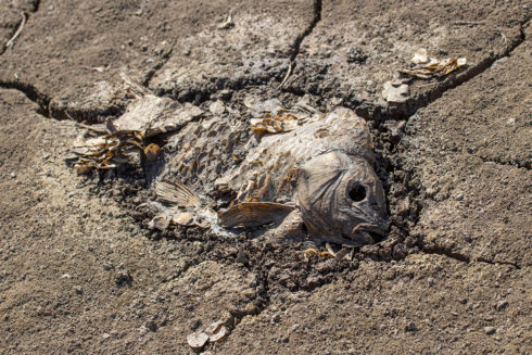 Droogte Zorgt Voor Massale Vissterfte In Dreumelse Waard