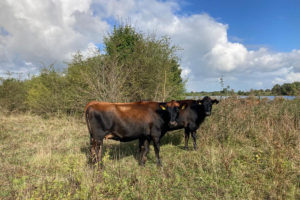 Runderen in de Goilberdingerwaard
