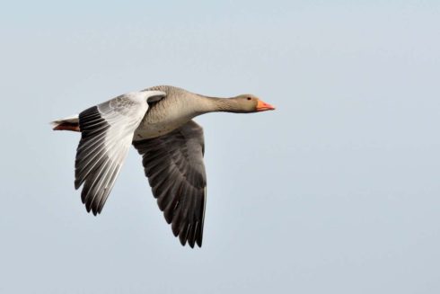 Beleef De Vogeltrek In Heesselt Met Euro Birdwatch