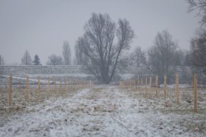 Heesseltsche Uiterwaarden