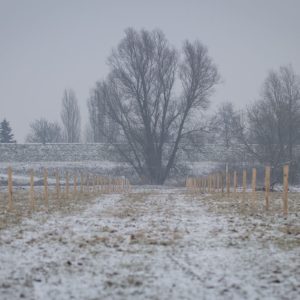 Heesseltsche Uiterwaarden