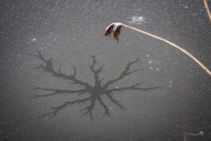 Heesseltsche Uiterwaarden