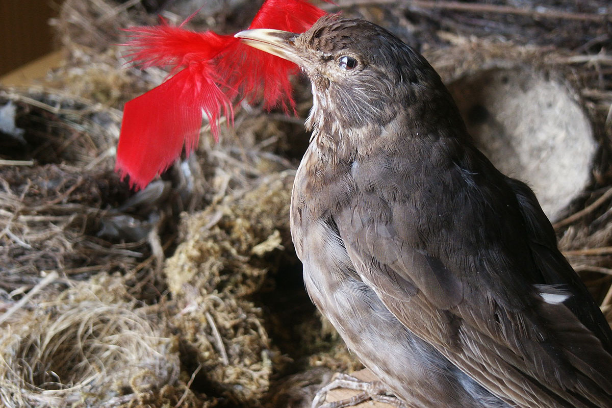 Waalwoemi: Vogelvoedertakken