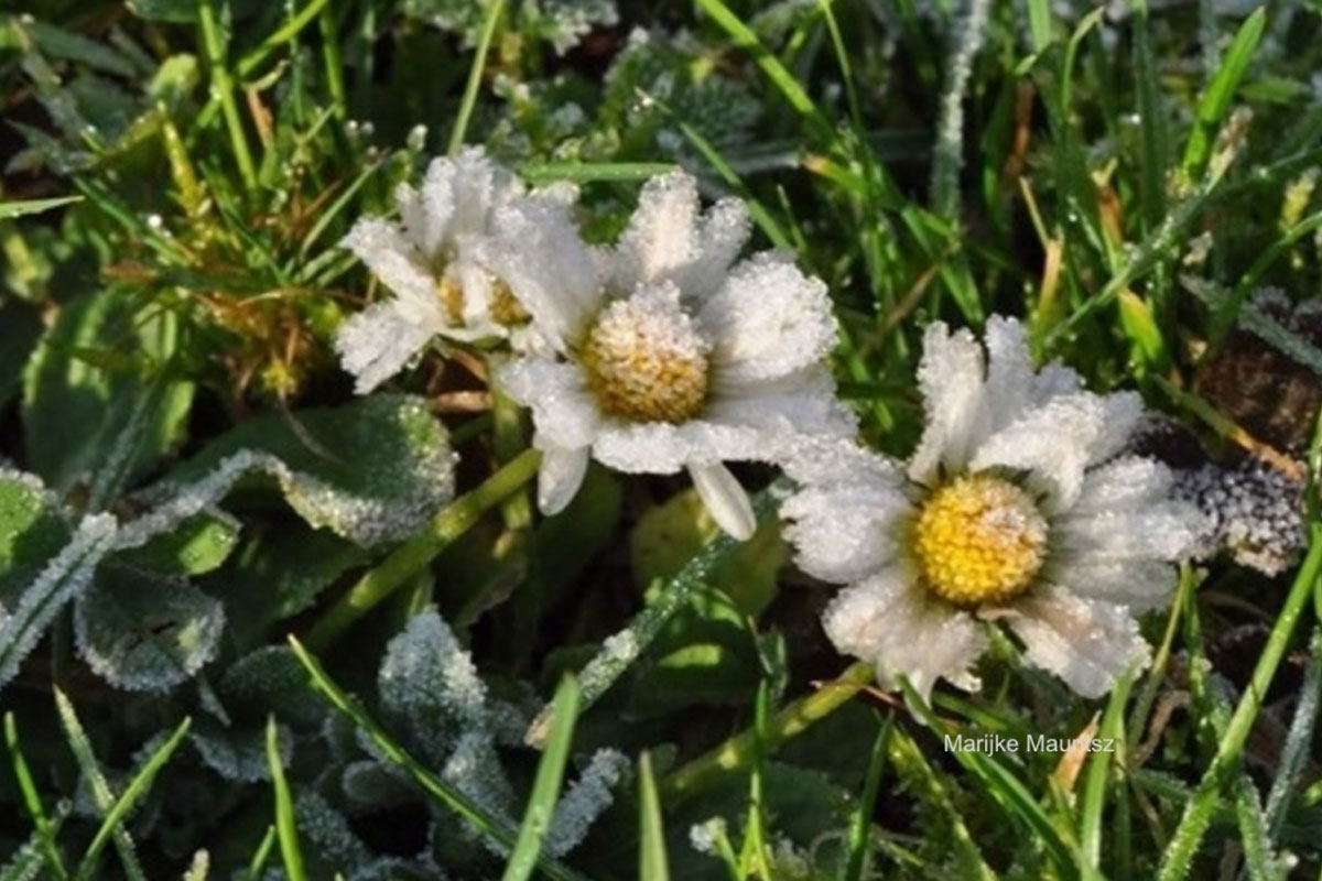 Op Zoek Naar Winterbloeiers