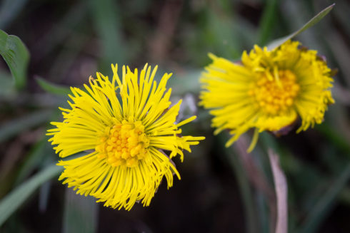 Plant Uitgelicht: Klein Hoefblad