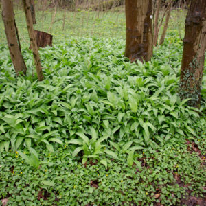 IMG 0511