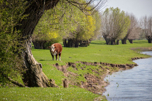 Ontdekkingstocht Door Nieuwe Riviernatuur Heesselt