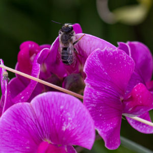 Brede Lathyrus