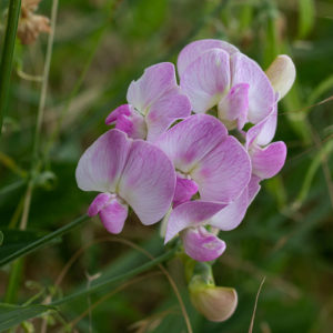 Brede Lathyrus