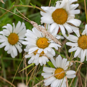 Margriet