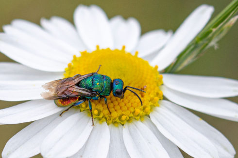 Flora En Fauna Langs De Mookse Maasoever