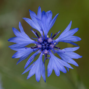 Korenbloem