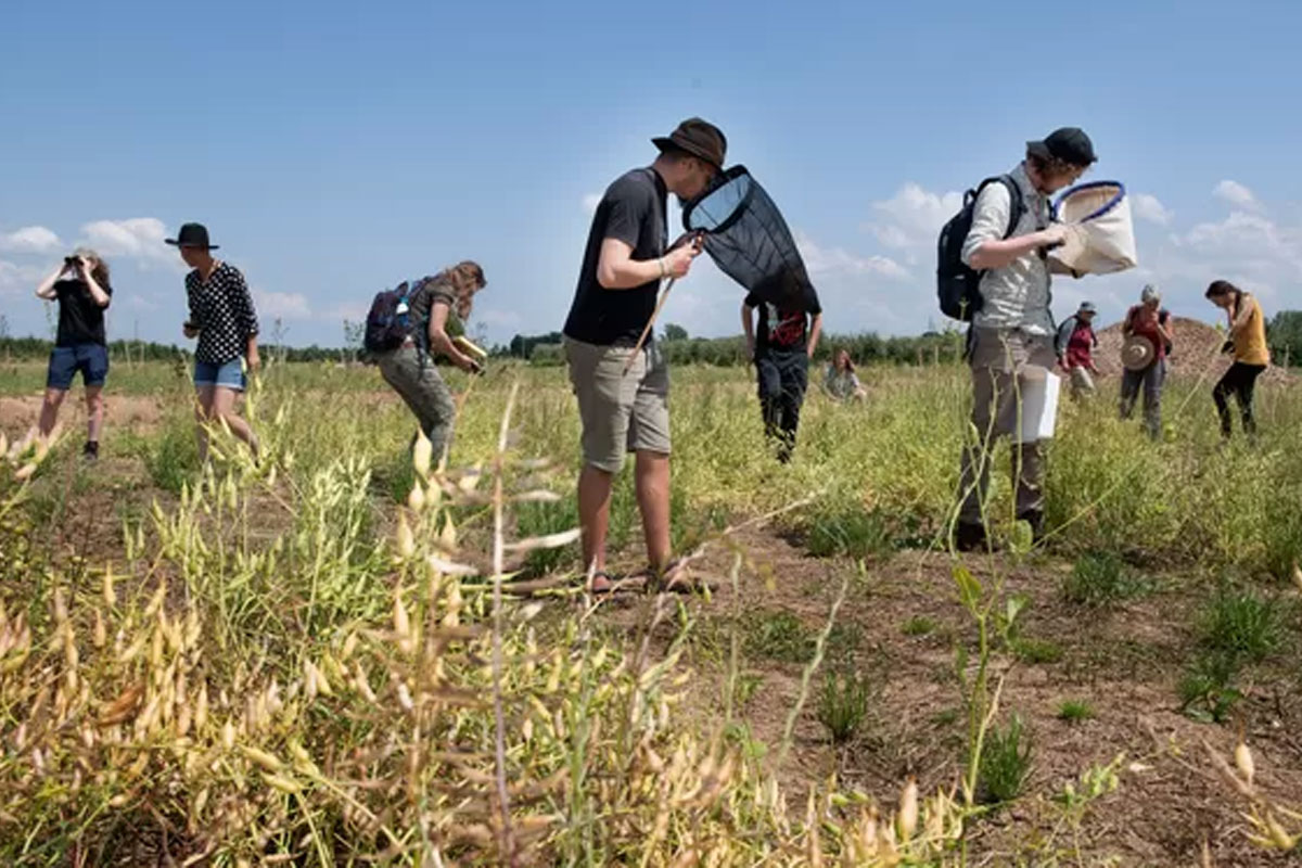 Bioblitz In Voedselbos Lingehout