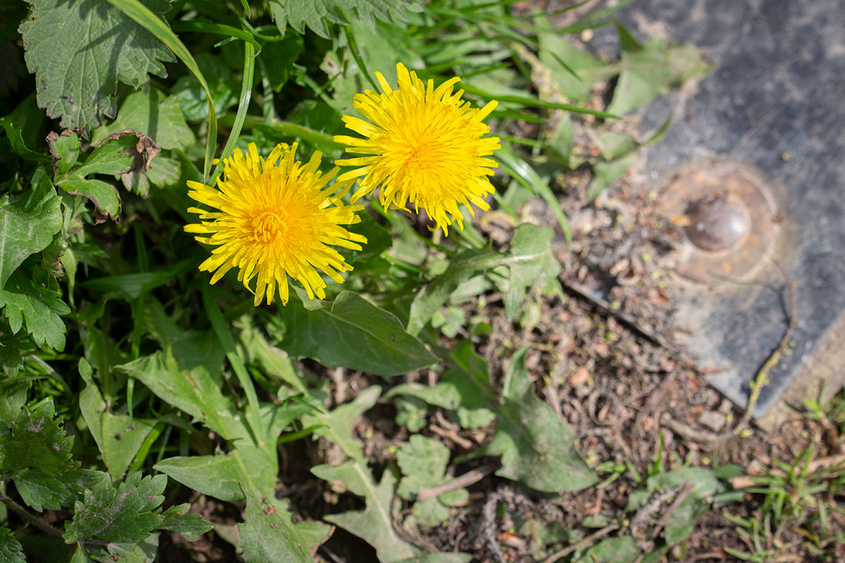 Paardenbloem