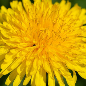 Paardenbloem