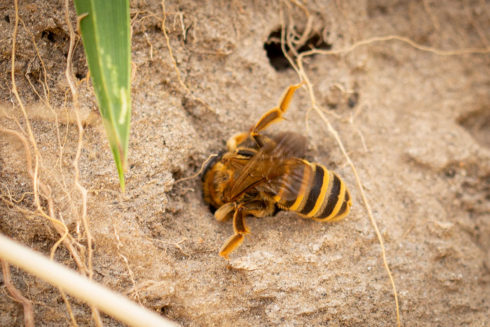 De Opmars Van De Breedbandgroefbij