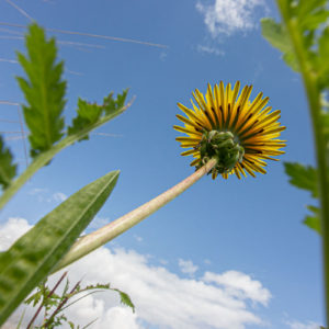 Paardenbloem