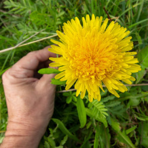 Paardenbloem