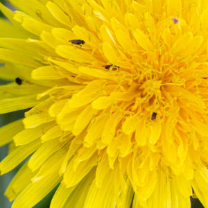 Paardenbloem