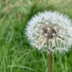 Paardenbloem