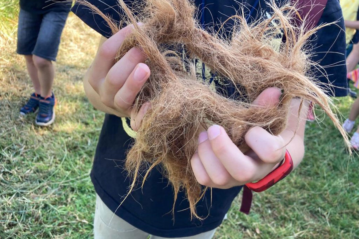 Hooglanderhaar