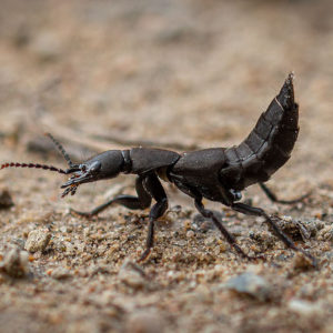 Eén Van De Meest Driftige Insecten: De Stinkende Kortschildkever