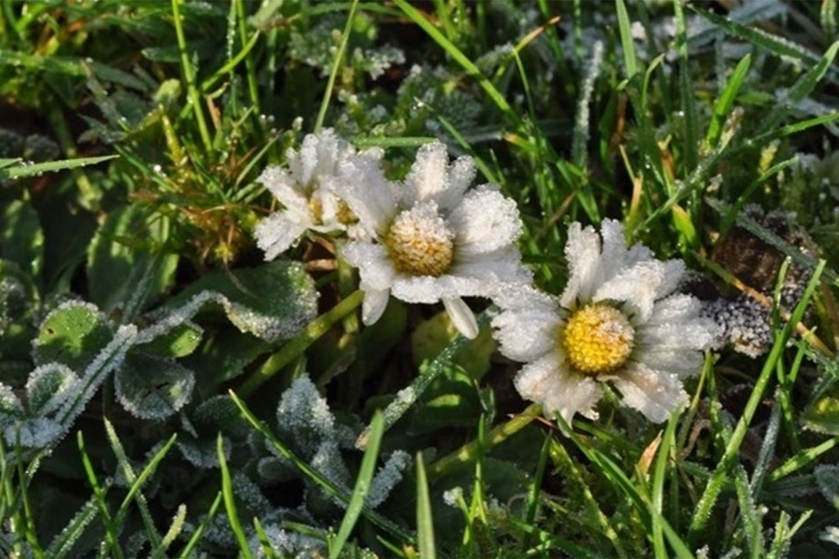 Op Zoek Naar Winterbloeiers In Tiel