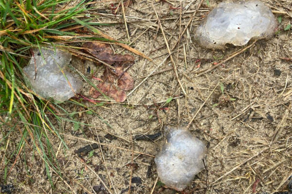 braakballen aalscholver