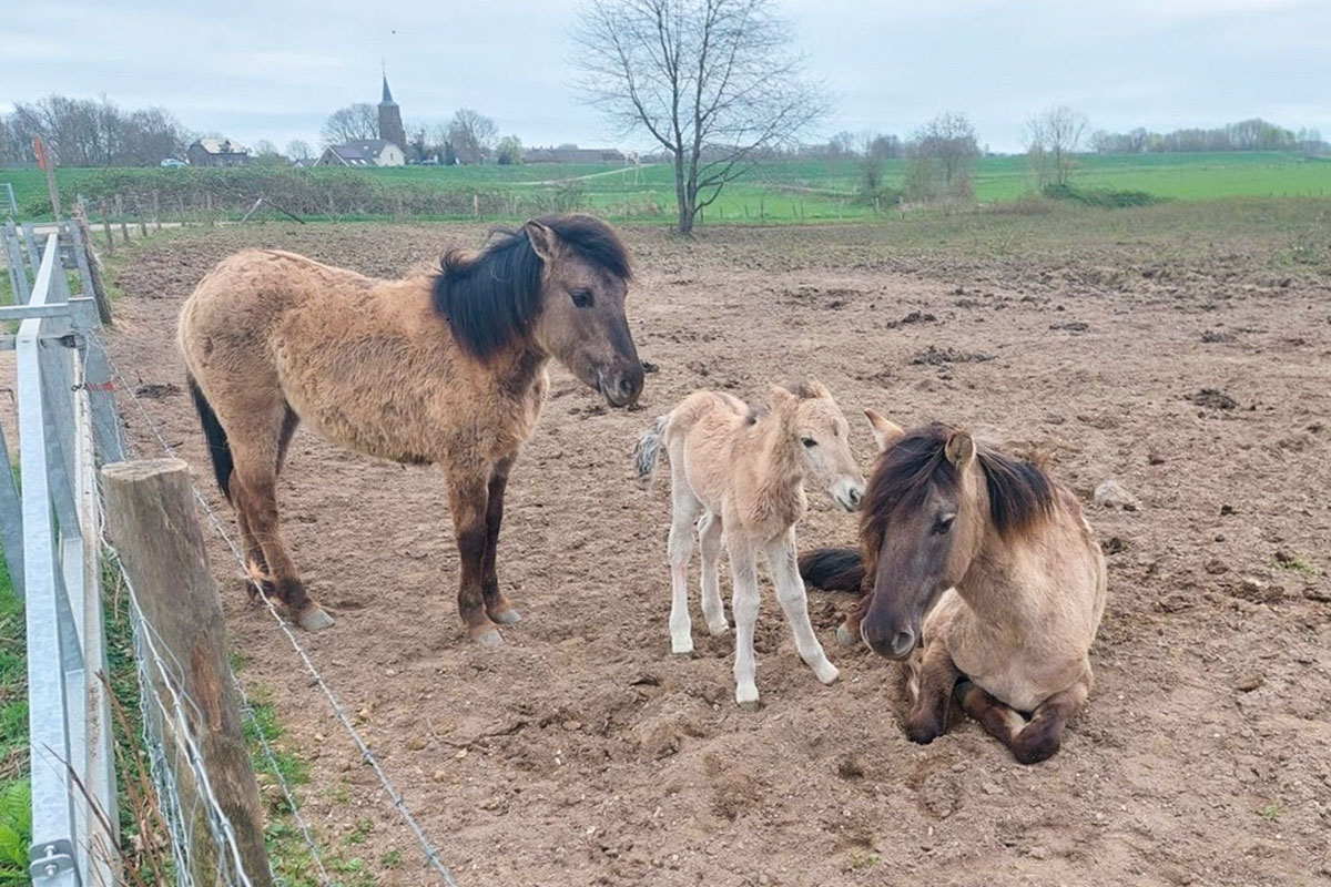 Lente In De Heesseltsche Uiterwaarden