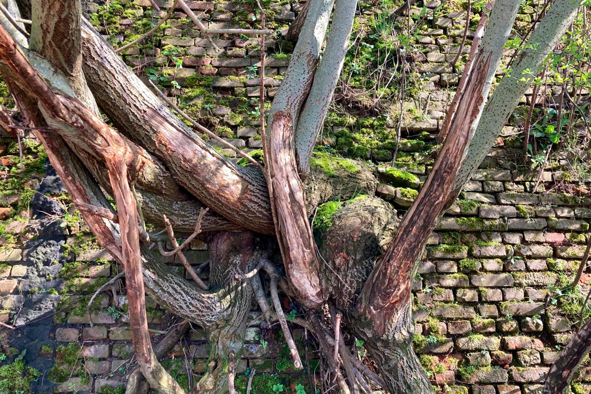 Dwars door de muur
