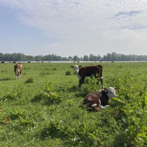 IMG 9063