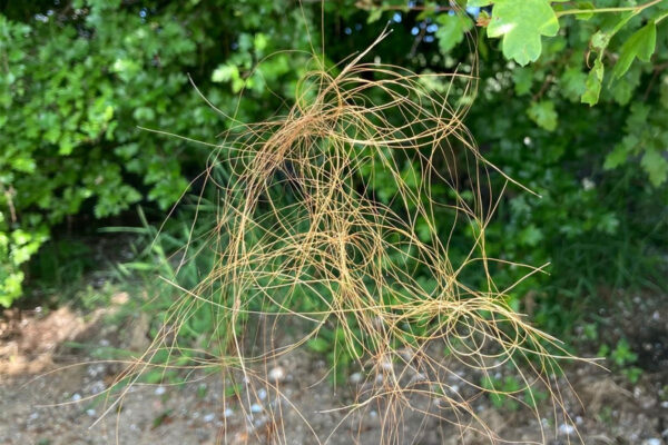 Haar Schotse hooglanders