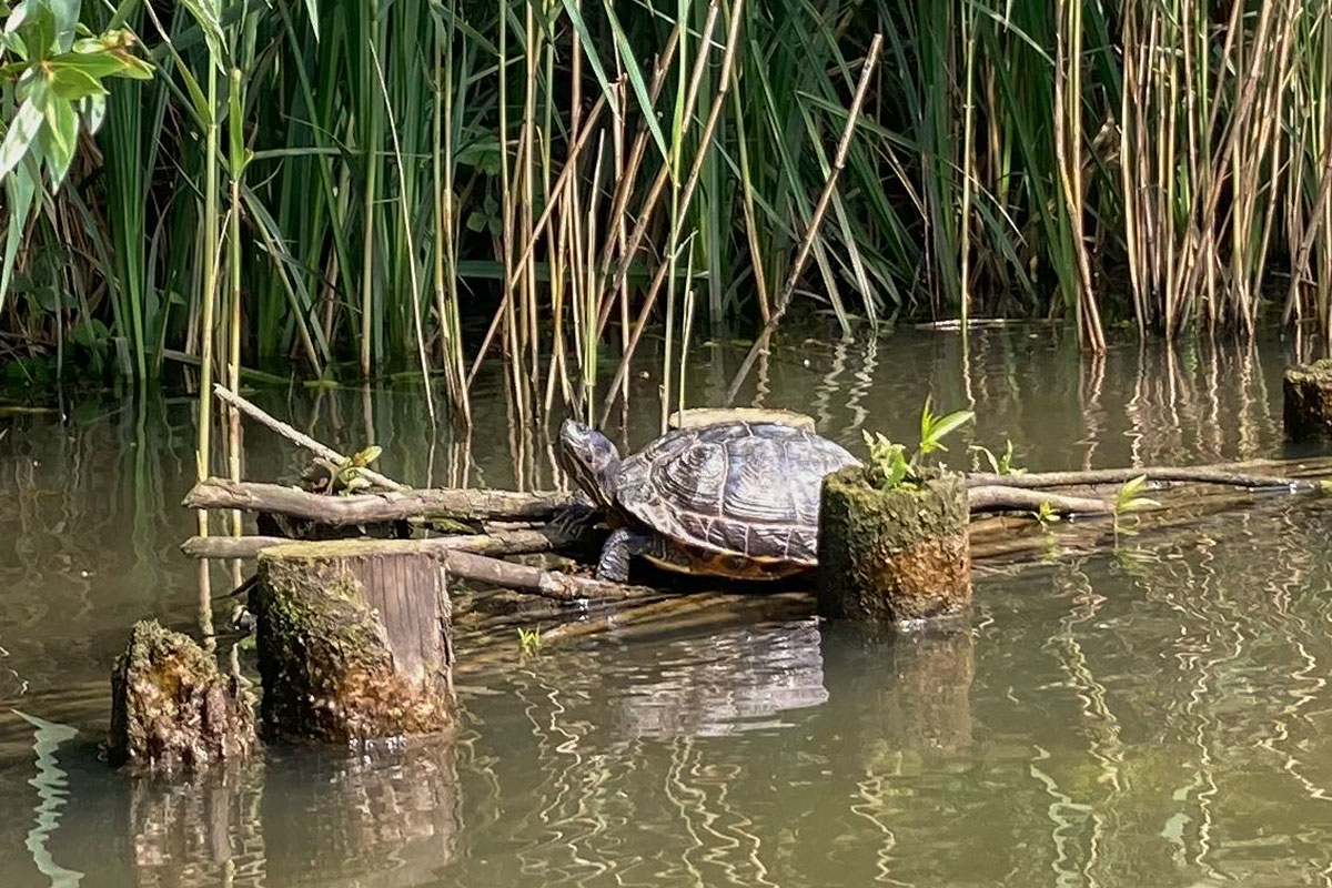 Verdwaalde schildpad