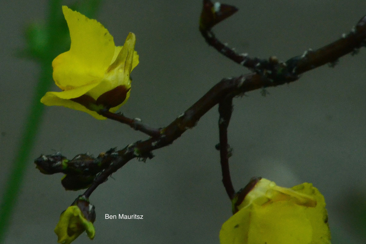Plantenexcursie In Zouweboezem