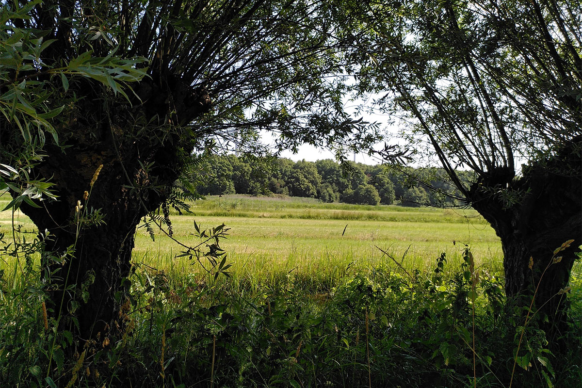 Zomerse Avondwandeling In ’t Broek