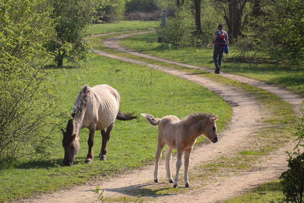 Excursie Koningssteen, Maasnatuur Met Planten En Insecten