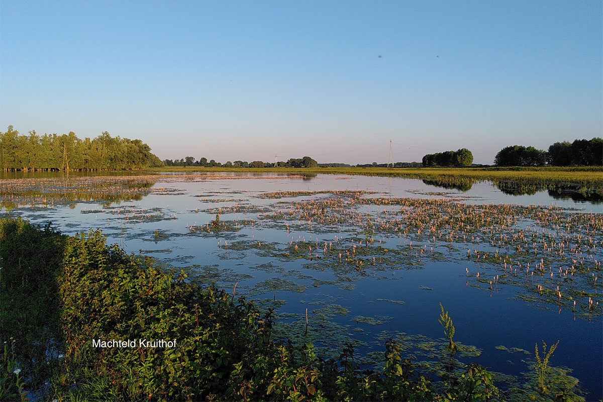 Excursie In De Heesseltsche Uiterwaarden