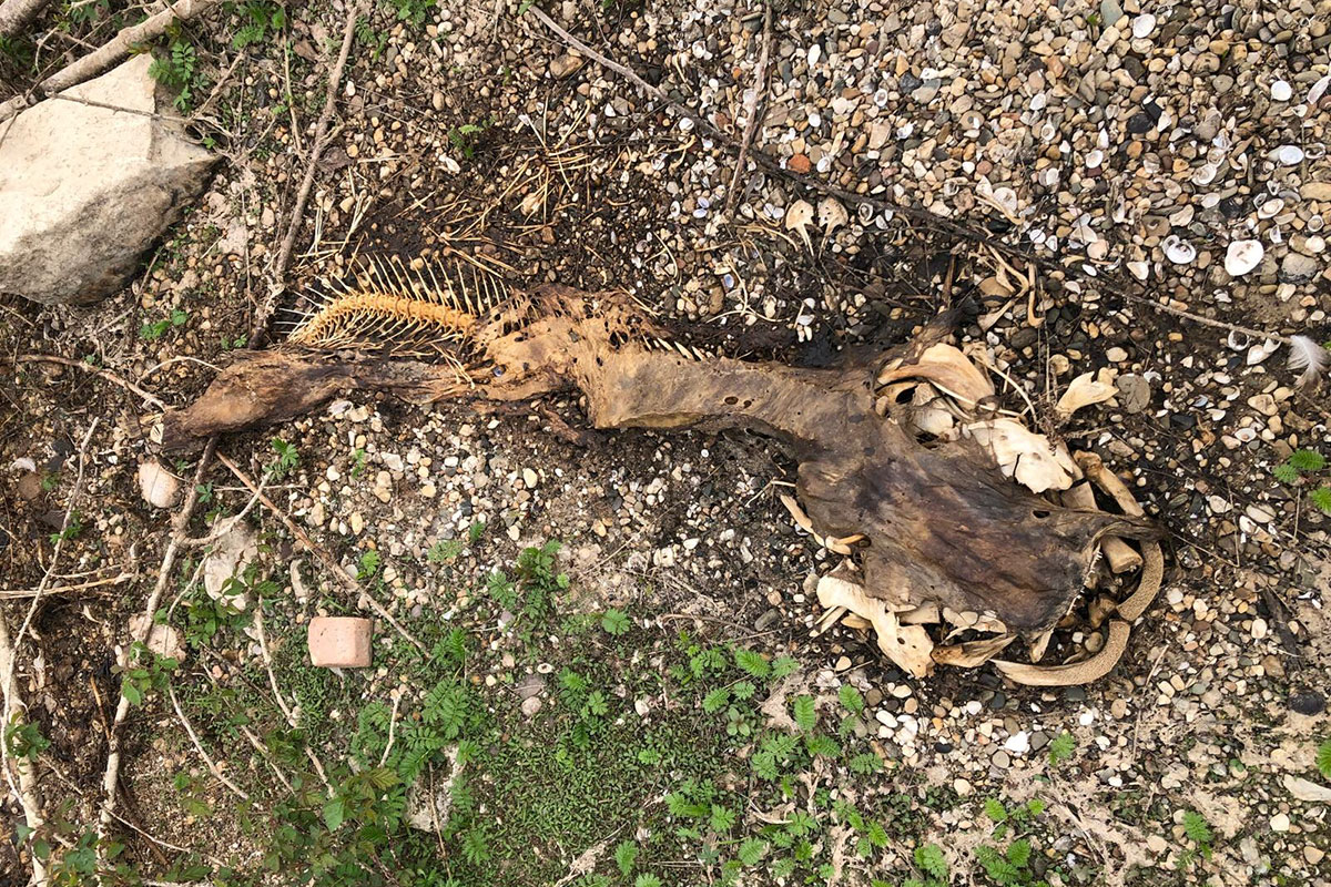 Aangespoeld riviermonster
