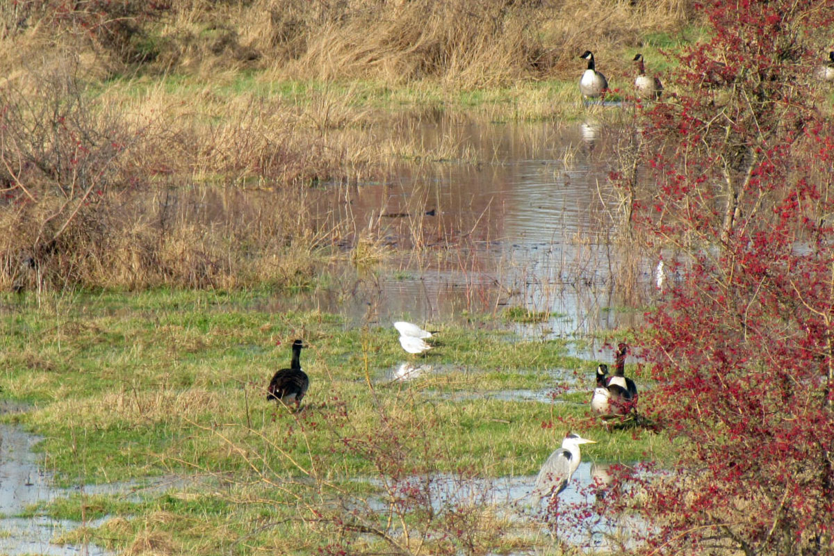 Winter In De Afferdense En Deestse Waarden