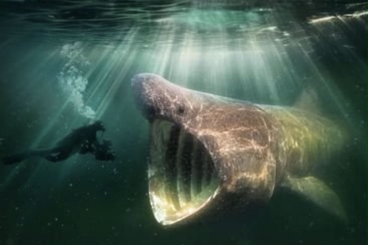 2e Kans Natuurfilm “De Wilde Noordzee”
