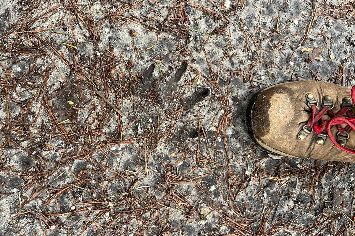 Grote Boze Wolvenpoot…