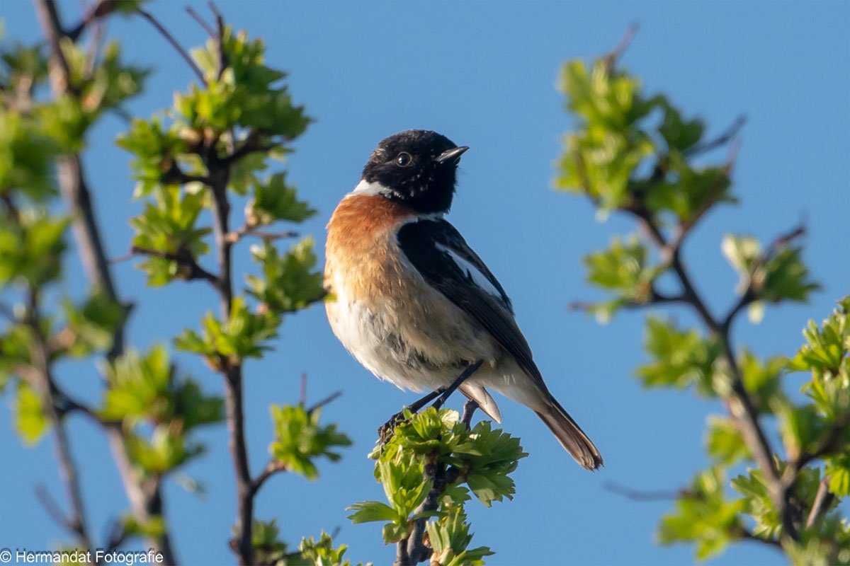 Vogels Spotten In De Klompenwaard