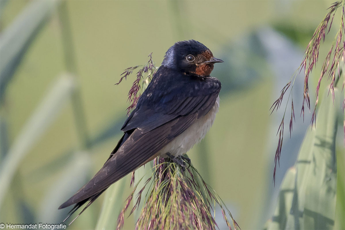 Vogels Spotten In De Klompenwaard