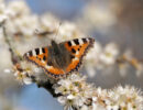 Lezing Vlinderman Nicky Castricum: Tuinieren Voor Meer Vlinders