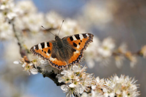 Lezing Vlinderman Nicky Castricum: Tuinieren Voor Meer Vlinders